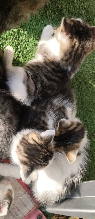 Kotki i kocurki do oddania za darmo