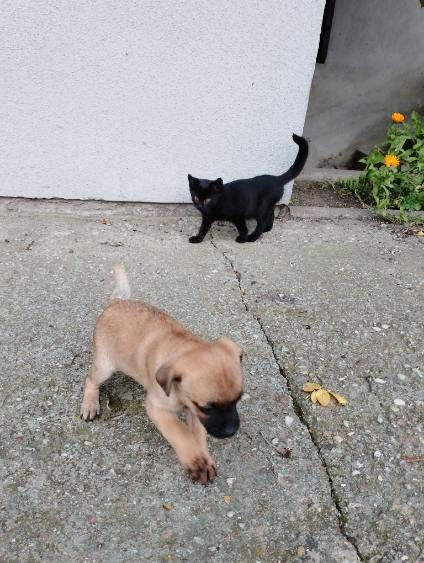 Ratlerki szczeniaki i małe kotki