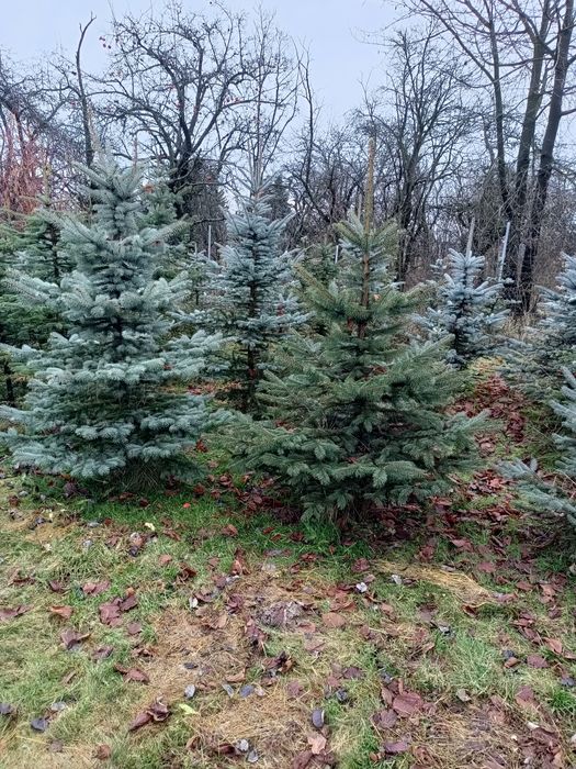 Świerk srebrny, zielony, choinka