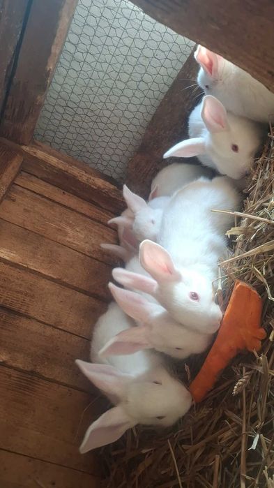 termondzkie białe czysto rasowe