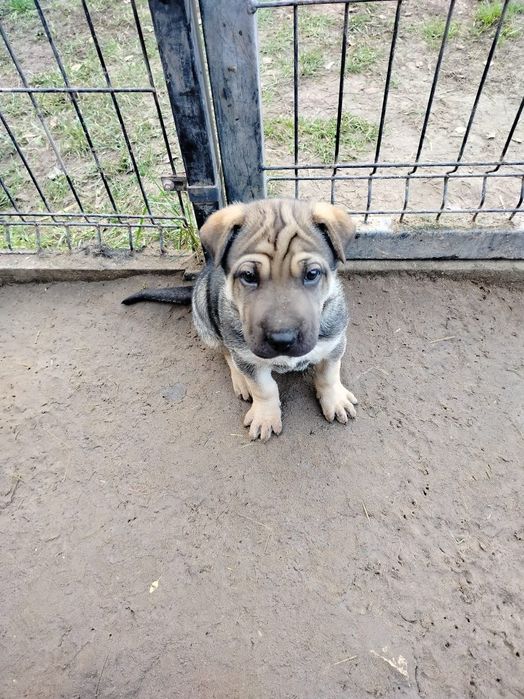 Oddam za darmo suczke