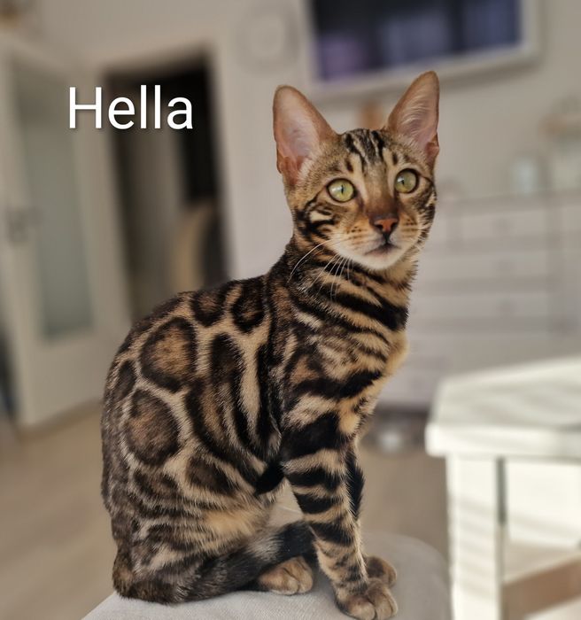 Kot bengalski - smutna Helenka