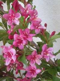 planta natural flor linda