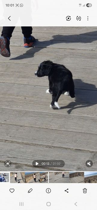 Border collir cão de raça