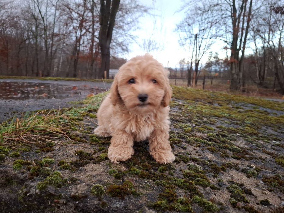 maltipoo szczeniak