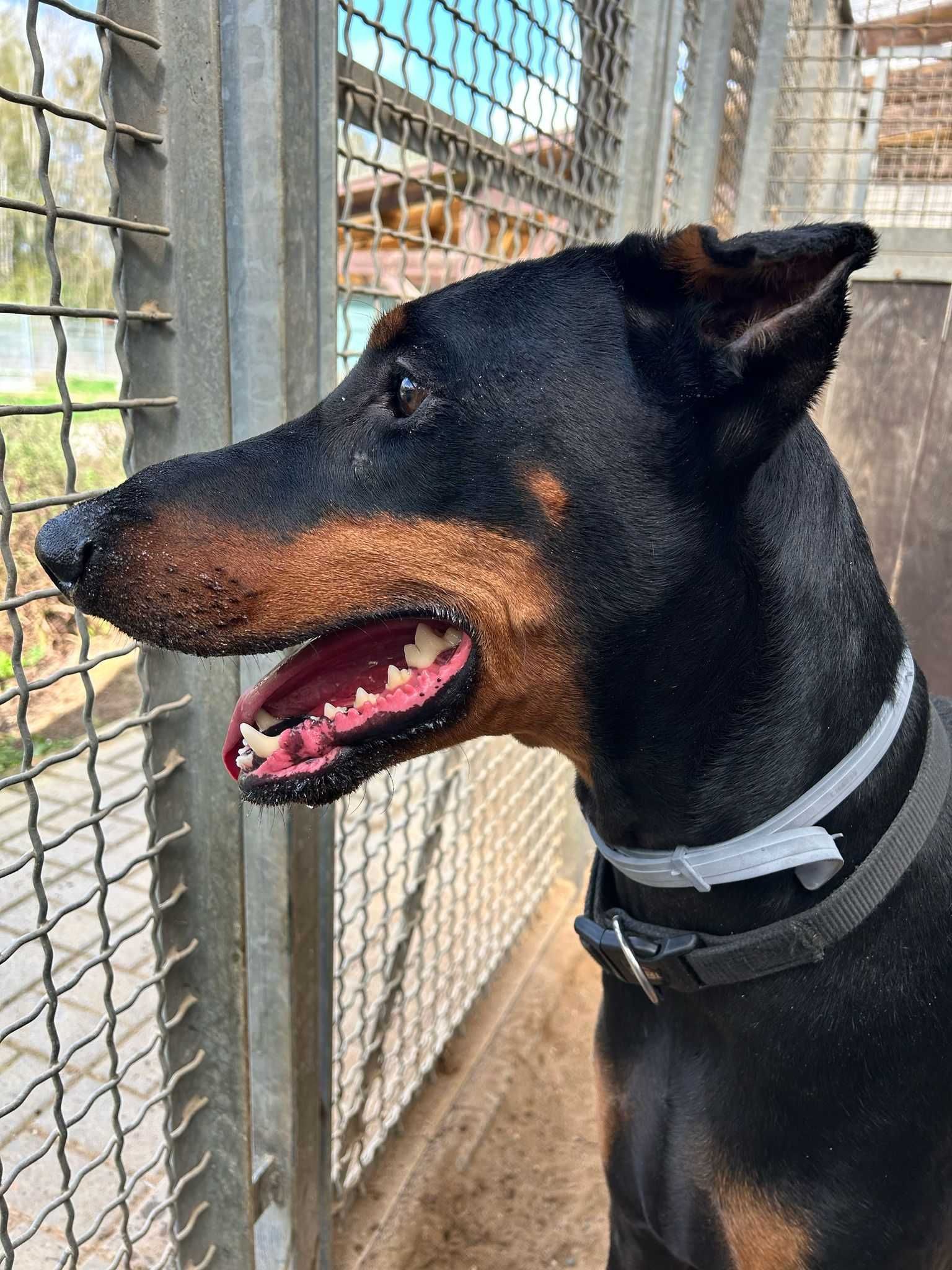 Unter - przyjazny doberman do ludzi, ale nie do innych psów