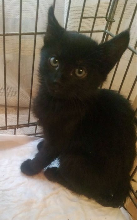 Кошенята 1,5 місяці, в добрі руки.