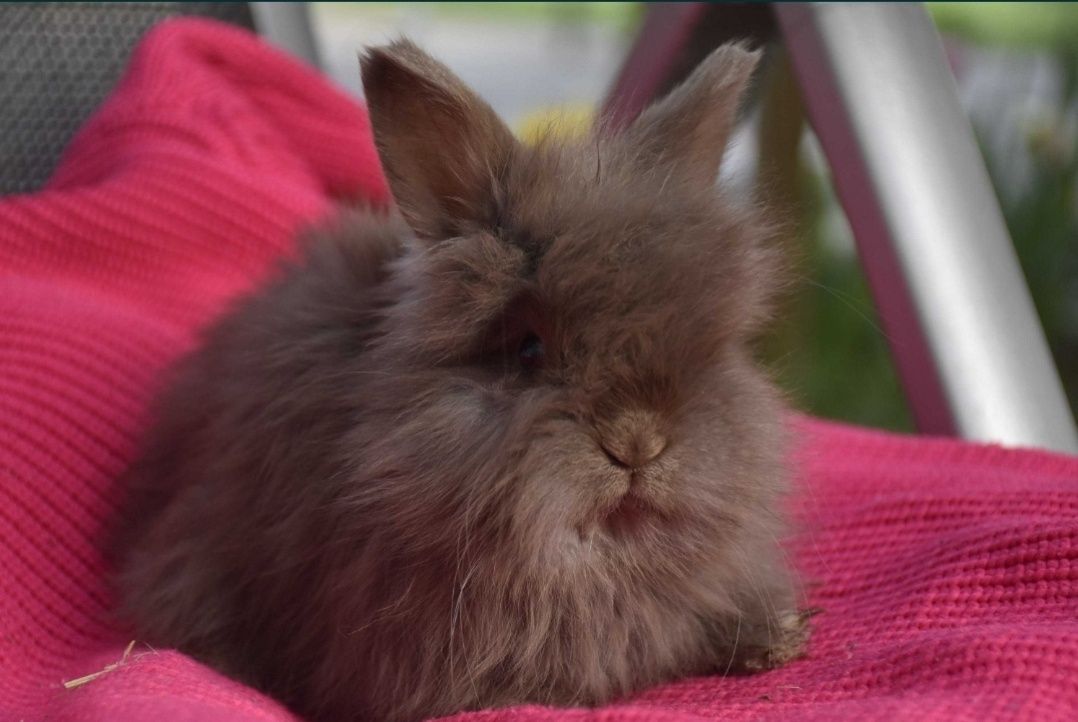 Angora Angielska " yorczek " królik