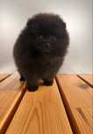Szpic miniaturowy Pomeranian - suczka
