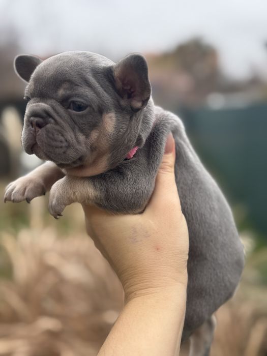 Лілові,мерле, голубі, шоколадні професійно вирощені малята!