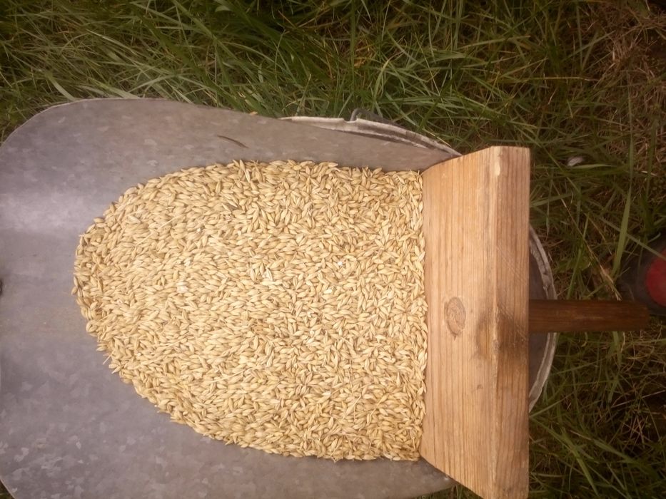 Jęczmień ozimy sprzedam