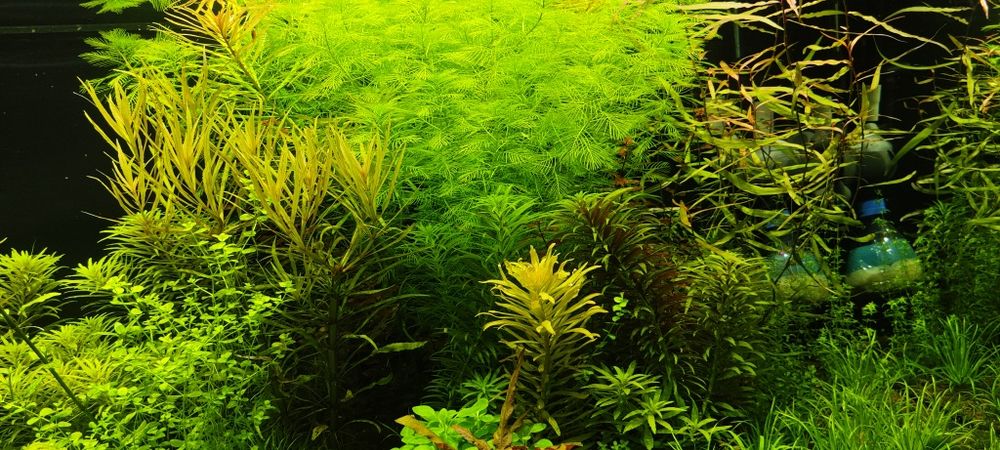 Rośliny do akwarium z przycinki.