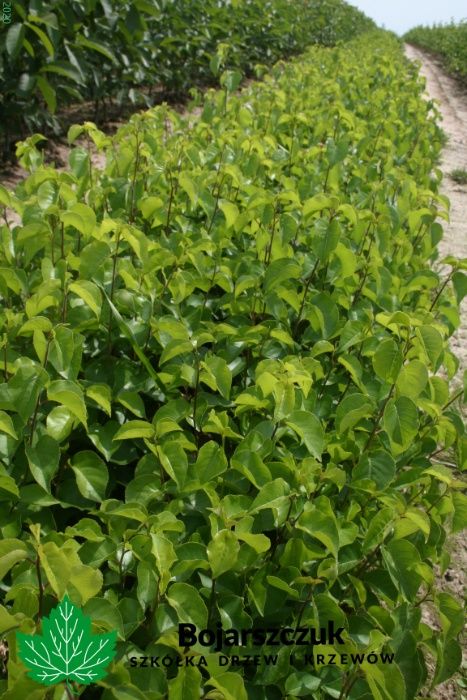 ANTYPKA - Podkładka dla drzew owocowych  JESIEŃ 2025 / WIOSNA 2026