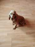 Cocker Spaniel ma niespełna rok suczka złocista