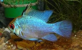 GB RAMIREZA elektric blue pielęgniczka (Mikrogeophagus ramirezi)