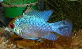 GB RAMIREZA elektric blue pielęgniczka (Mikrogeophagus ramirezi)