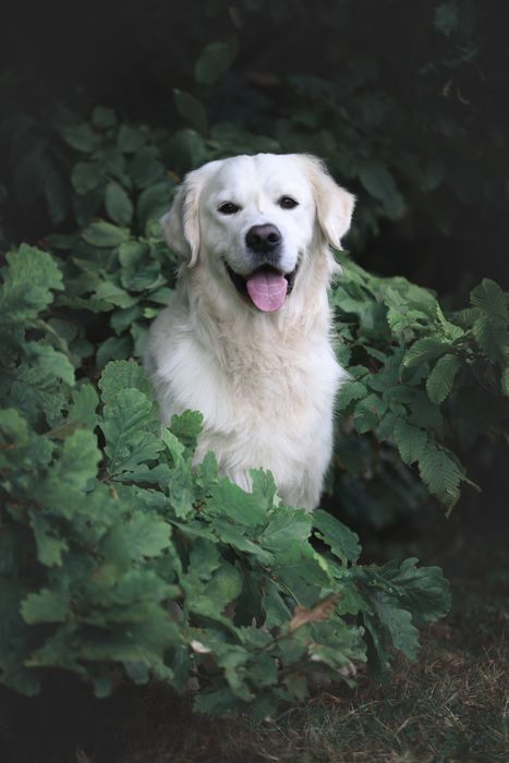 Золотистий ретрівер з документами