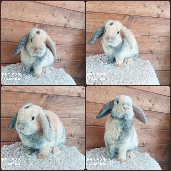 Królik mini lop baranek samiczka