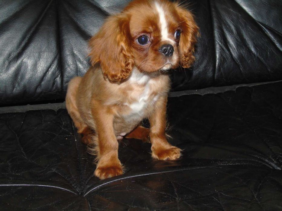 Cavalier king charles spaniel chłopiec