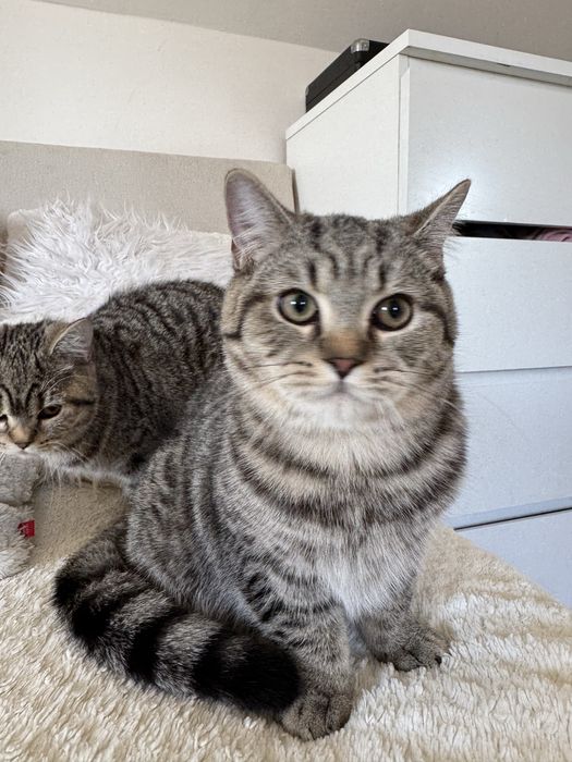 Kocurek brytyjski szynszyla