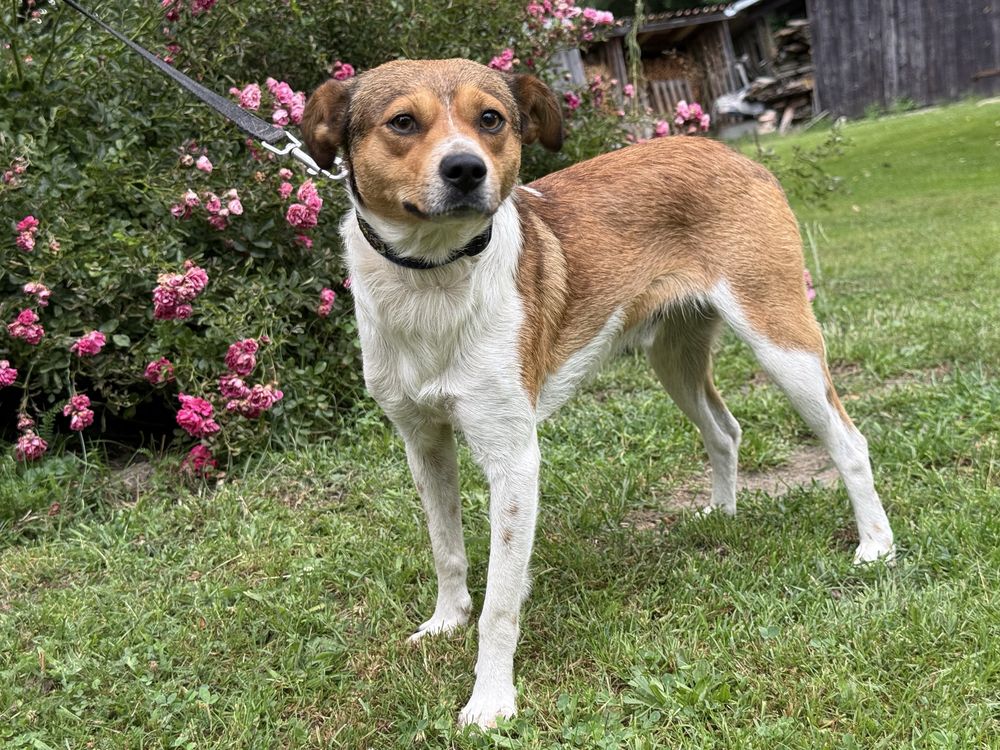 Dwa wyrzucone psiaki blagaja o dwoje adopcje!