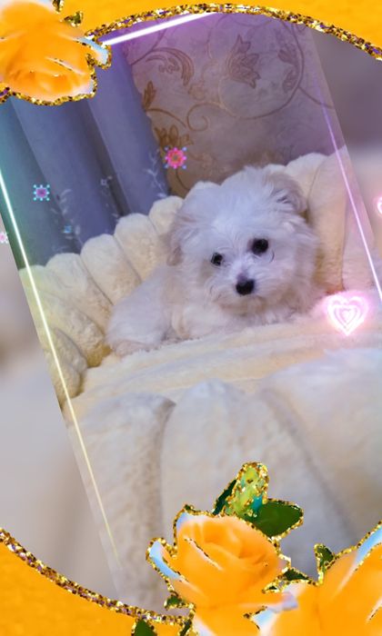 Продам Мальтипу Ф1  есть 4 девочки.