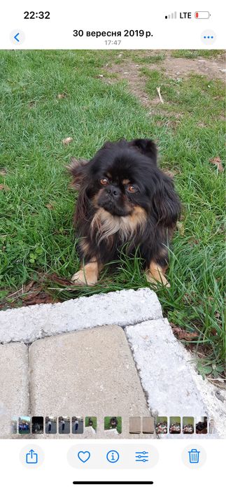 Пропав собака Тіма