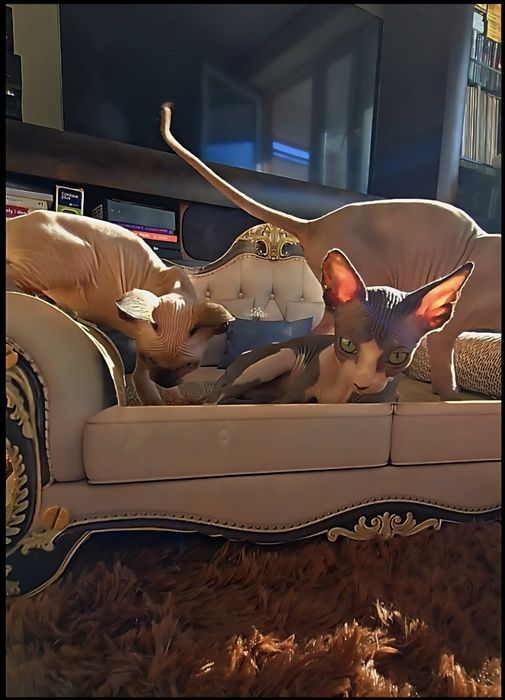 Kot sfinks piękny kocurek sphynx