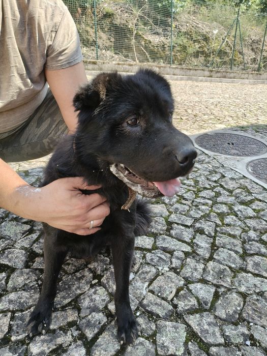 Cão preto para adoção