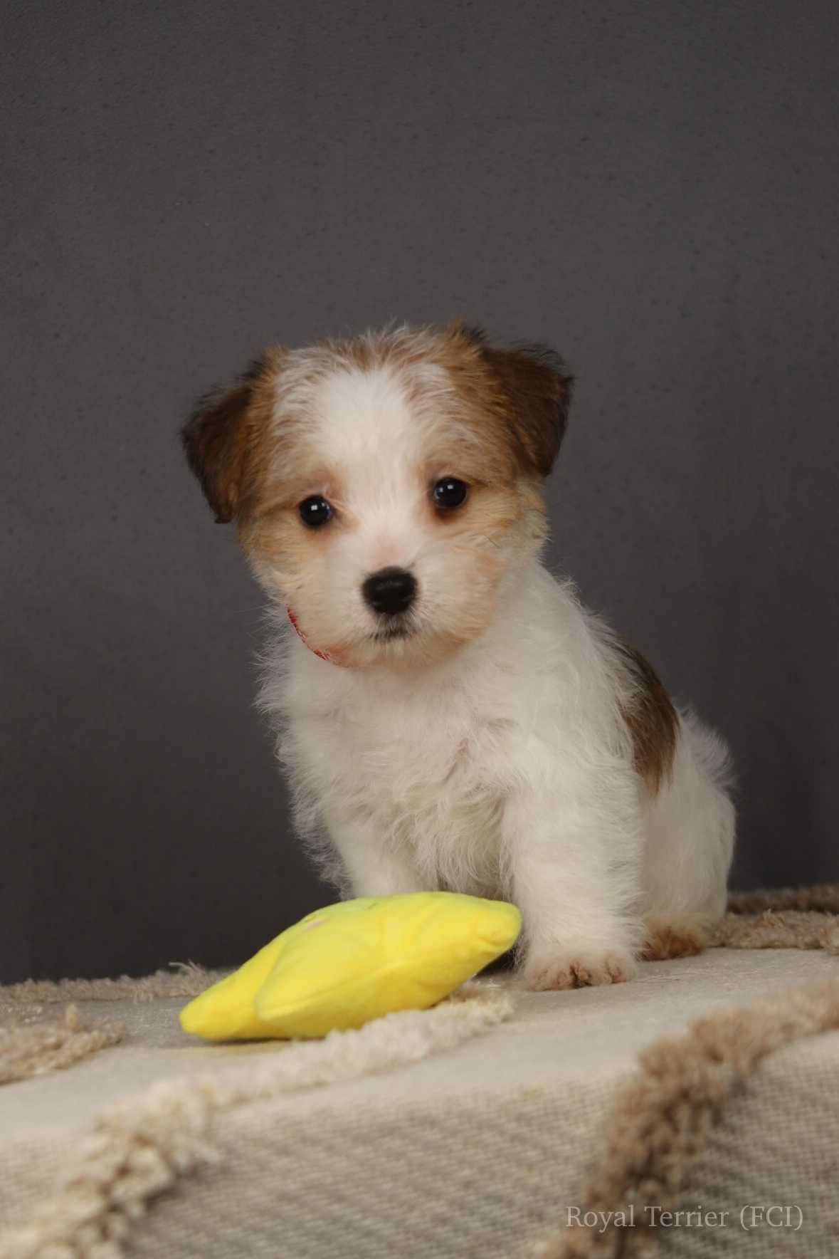 piesek Jack Russell terrier ZKWP/FCI szorstkowłosy