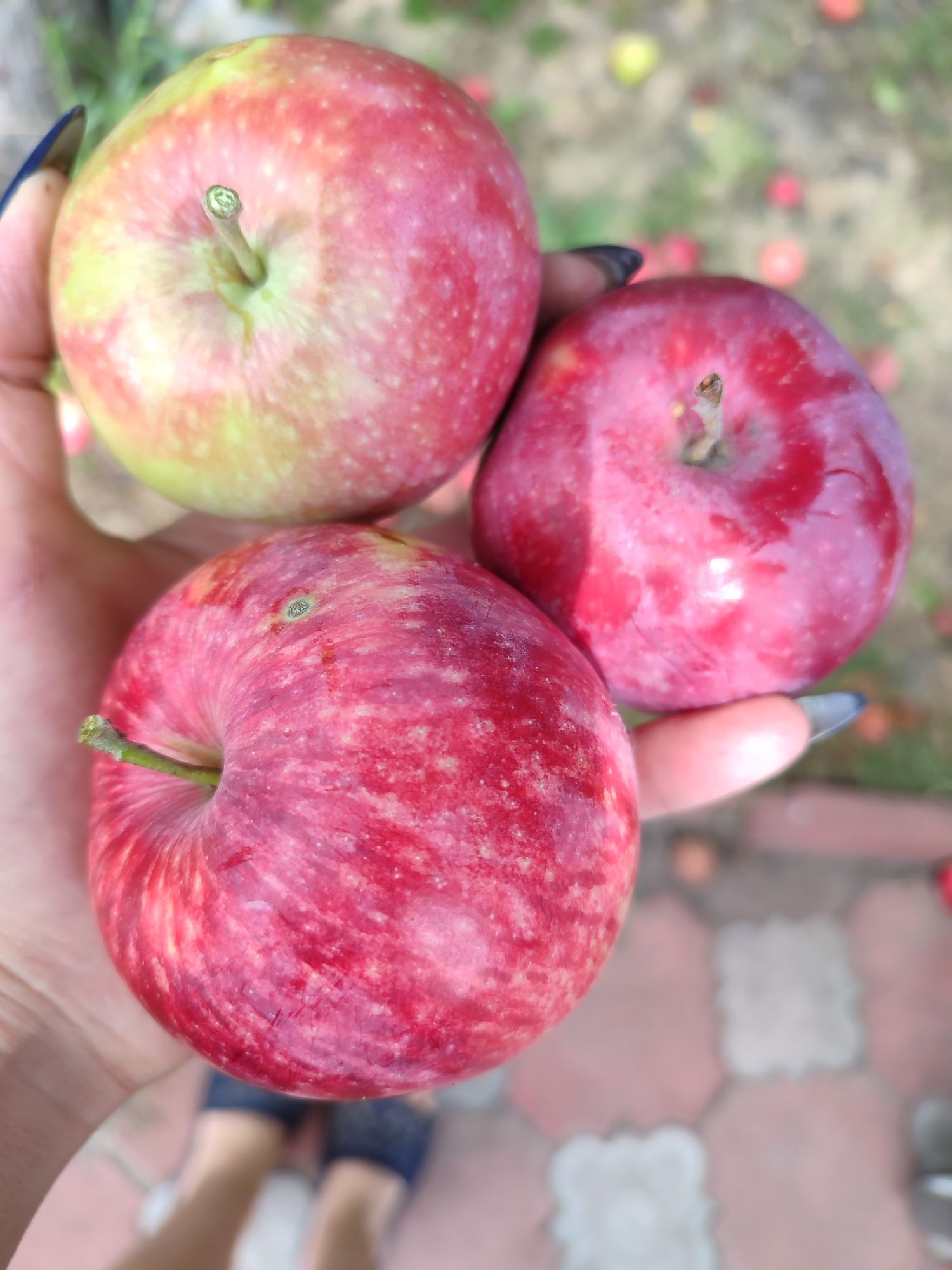 Продам або обмін яблукі, червоні фуджі, антовка, путивка та червоні