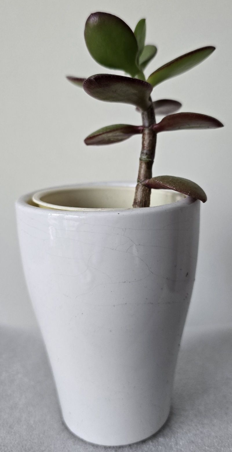 Kwiat doniczkowy grubosz crassula bonsai drzewko