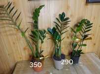 Продам заміакулькас