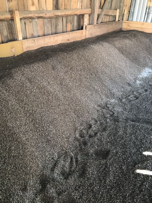 Owies czarny gniady dla koni, kur, kaczek, gęsi