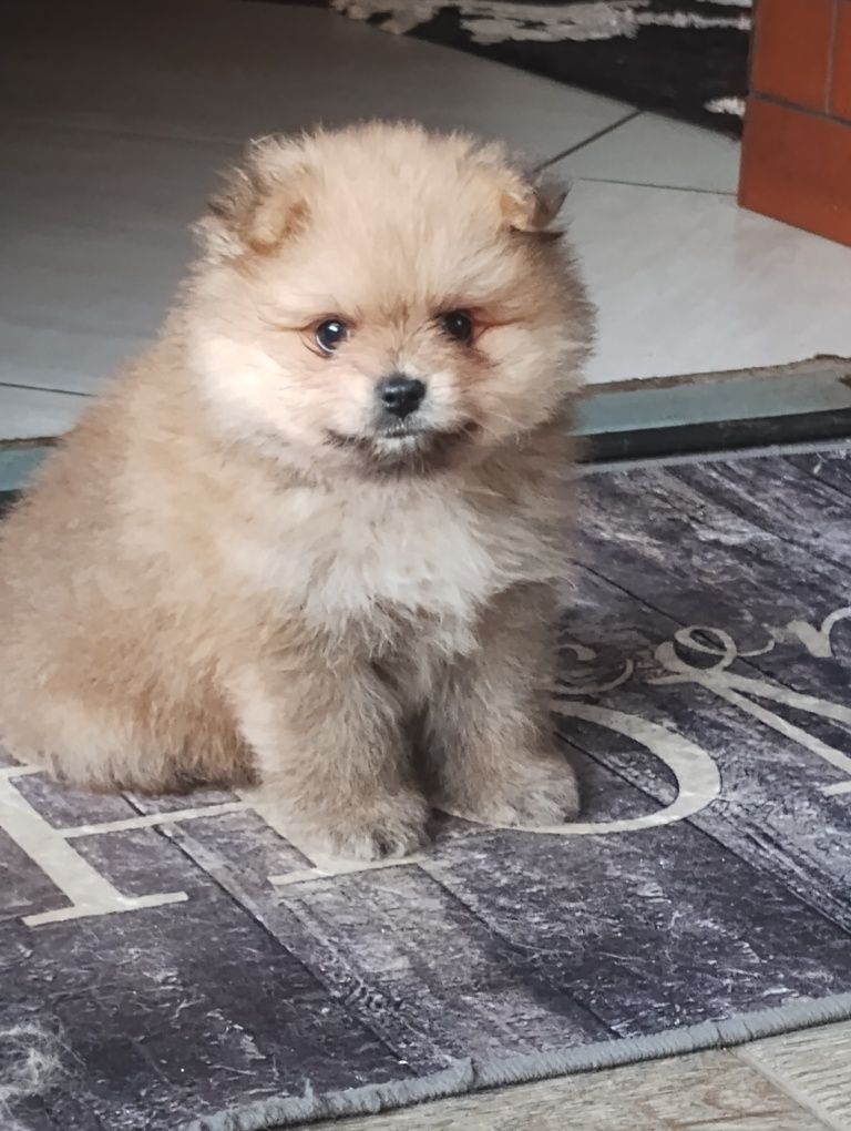 Szpic miniaturowy Pomeranian
