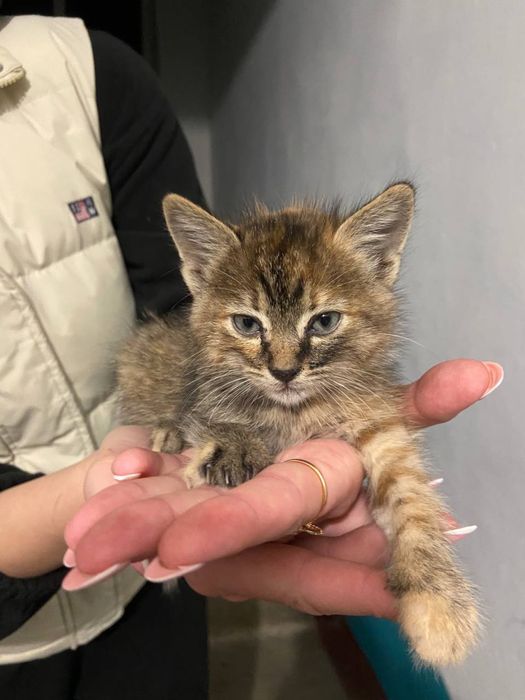 Котенятко дівчинка
