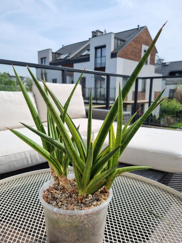 Sansevieria Royal Crown variegated  roślina