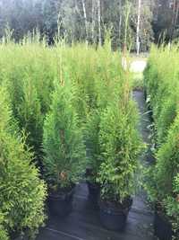 Thuja Smaragd, Tuja Szmaragd