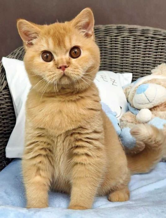 Kocurek Brytyjski rudy Prawdziwy rodowód FPL, FIFe gotowy do odbioru