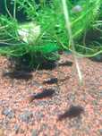 Corydoras Black Venezuela