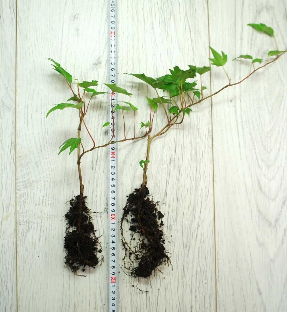 Bluszcz Pospolity 'Green Ripple' - Hedera Helix 10