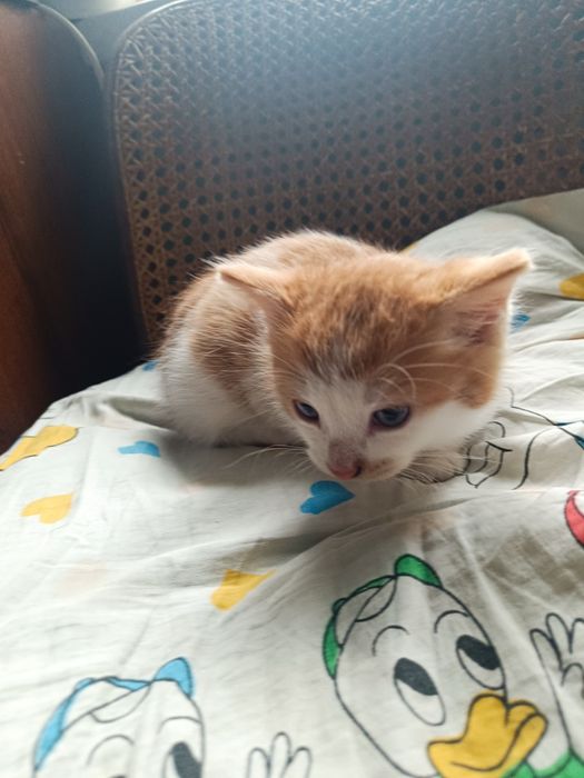 Oddam kotka za darmo