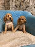 Cocker spaniel angielski sunia