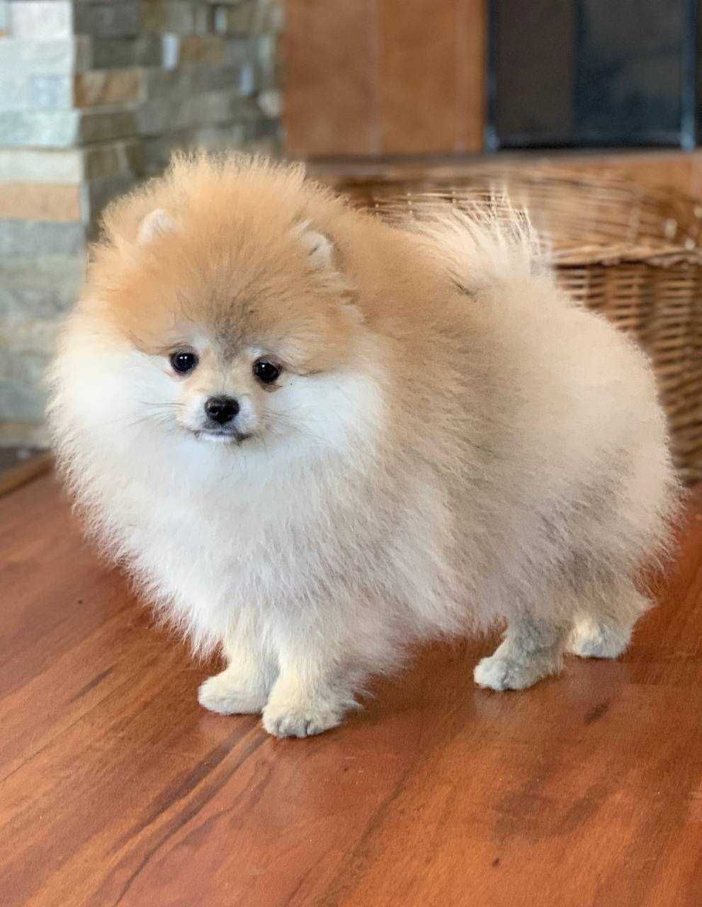 Bardzo miły chłopak pomeranian