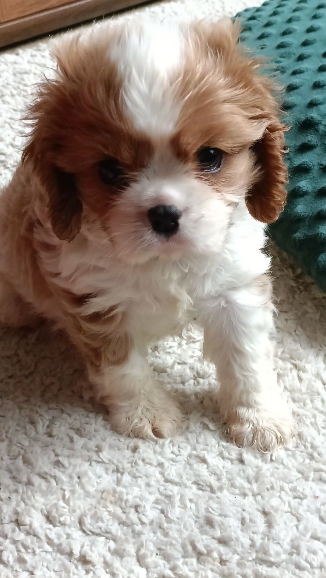 Cavalier King Charles spaniel pies