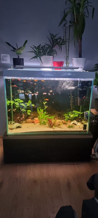 Akwarium 528l Tanio