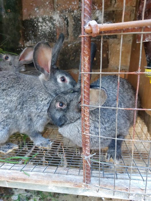Кролики мясной породы,несколько породы