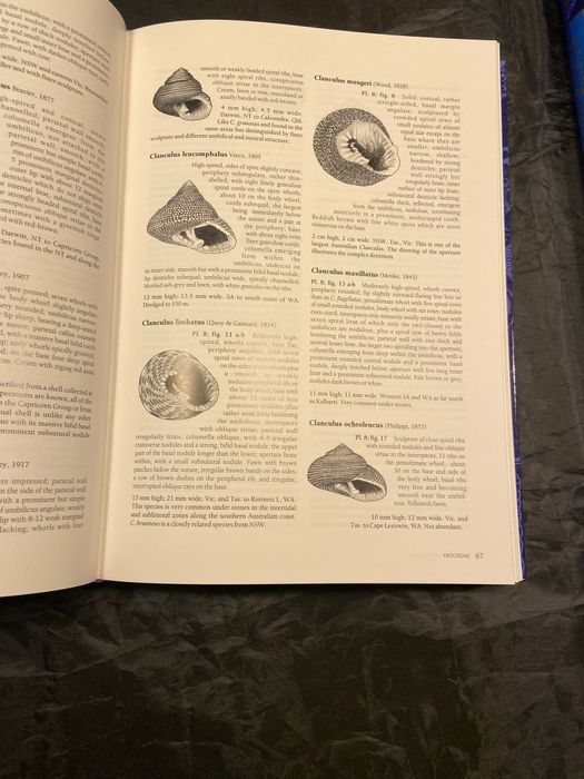 2 livros de coleção conchas