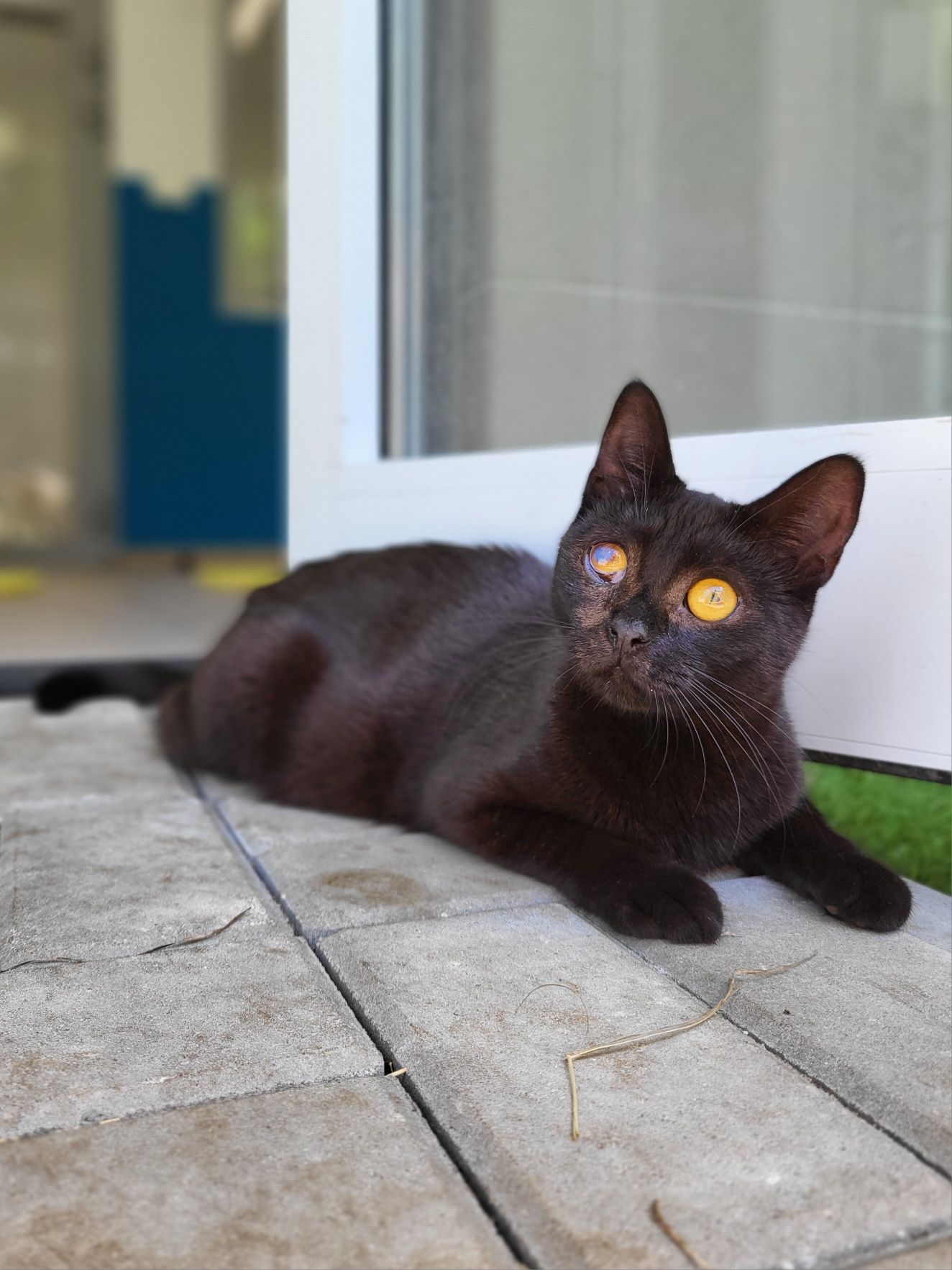 Młoda kotka Oliwka do adopcji