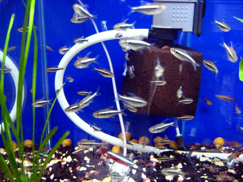 Аквариумные рыбки и аквариумные растения